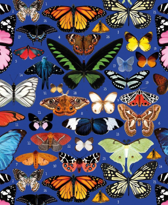Butterflies|Museums & Galleries