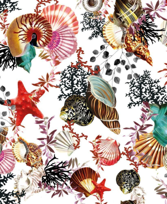 Seashells|Museums & Galleries