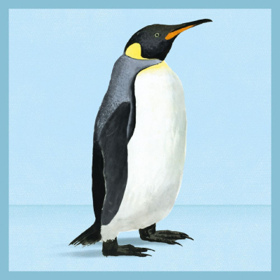 King Penguin|Museums & Galleries