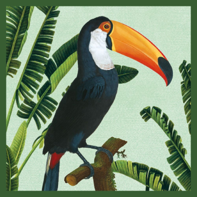 Toco Toucan