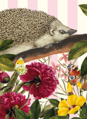 European Hedgehog