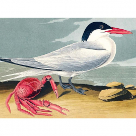 Audubon - By The Sea - Note Card Wallet|Nelson Line