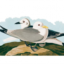 Audubon - By The Sea - Note Card Wallet|Nelson Line