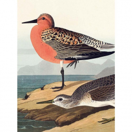 Audubon - By The Sea - Note Card Wallet|Nelson Line