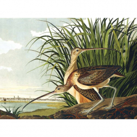 Audubon Marsh Birds - Note Card Wallet|Nelson Line