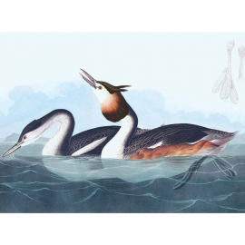 Audubon Marsh Birds - Note Card Wallet|Nelson Line