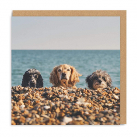 Three Beach Dogs