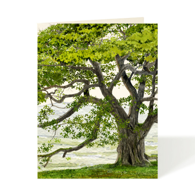 English Oak|Felix Doolittle