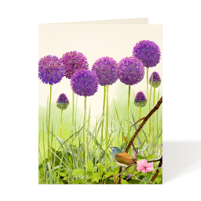 Purple Allium|Felix Doolittle