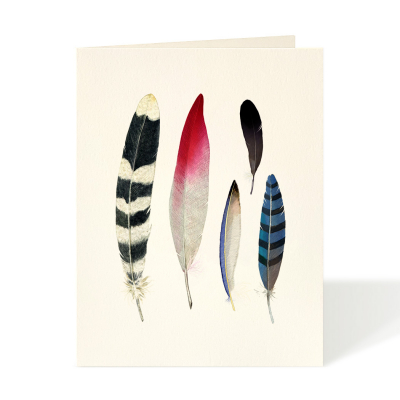 Feather Collection|Felix Doolittle