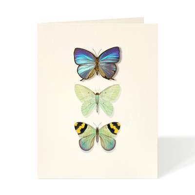 Butterfly Trio|Felix Doolittle