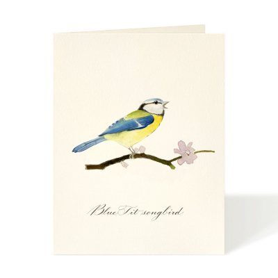 Blue Tit Songbird|Felix Doolittle