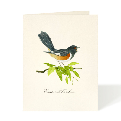 Eastern Towhee|Felix Doolittle