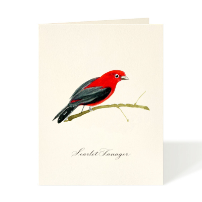 Scarlet Tanager|Felix Doolittle
