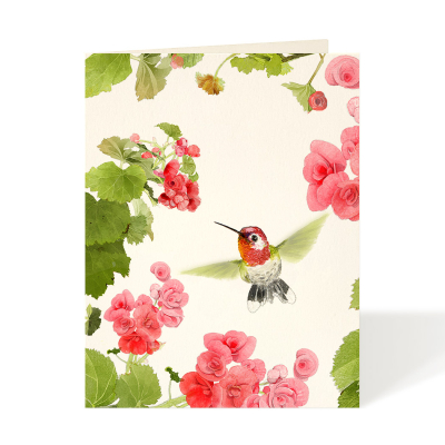 Annas Hummingbird|Felix Doolittle