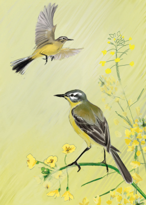Yellow Wagtails