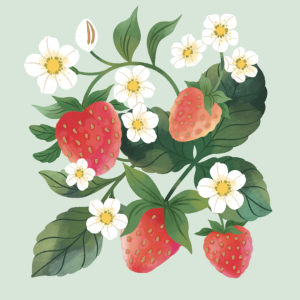 Strawberries|Up With Paper