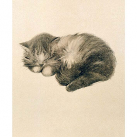 Persian Kitten|Museums & Galleries