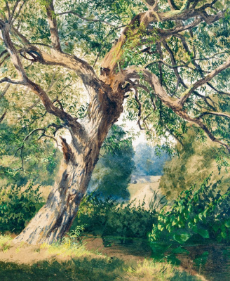 Study Of Trees