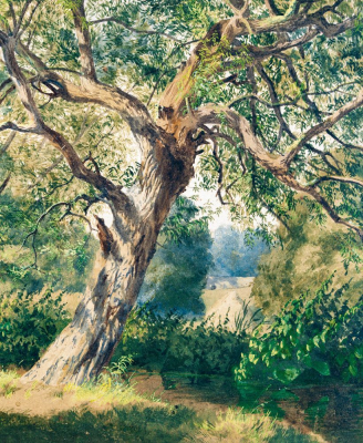 Study Of Trees|Museums & Galleries