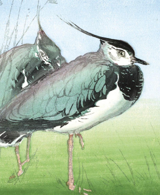 Lapwings