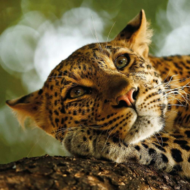 Lounging Leopard|Museums & Galleries