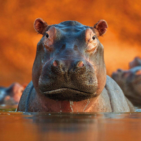Pool Of Hippos|Museums & Galleries