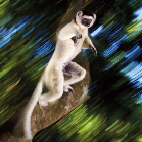 Leaping Lemur