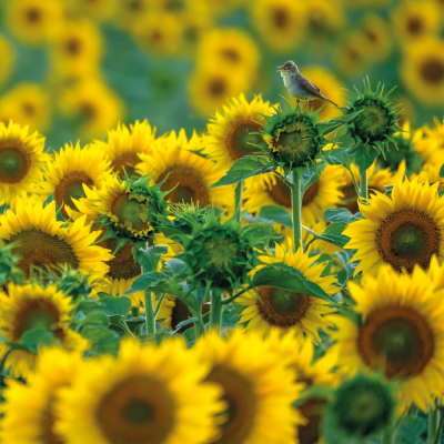 Sunflower Songbird|Museums & Galleries