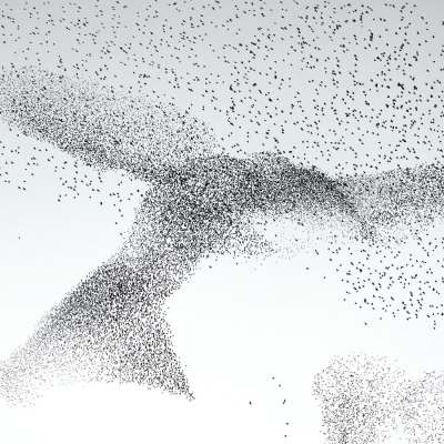 Starling Murmuration
