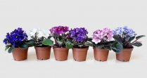 2" AFRICAN VIOLET, ASSORTED