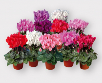 2" CYCLAMEN, ASSORTED