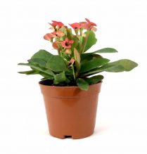 2" EUPHORBIA, CROWN OF THORNS (NO EXPORT)