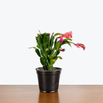 2" ZYGOCACTUS, ASSORTED