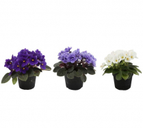 4" AFRICAN VIOLET, ASSORTED