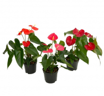 4" ANTHURIUM, ASSORTED