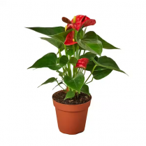 4" ANTHURIUM, RED