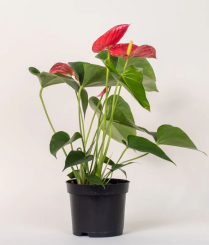 4" ANTHURIUM, XMAS COLOUR