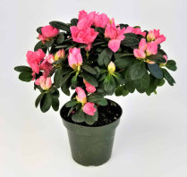 4" AZALEA, BY VARIETY