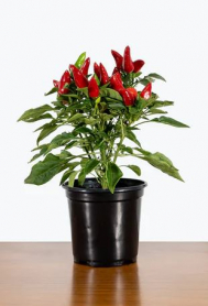 4" ORNAMENTAL PEPPERS, ASSORTED