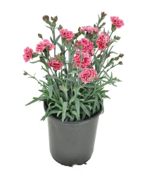 4" CARNATION, PINK