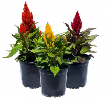 4" CELOSIA, PLUMOSA, ASSORTED