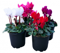 4" CYCLAMEN, ASSORTED