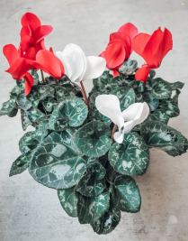 4" CYCLAMEN, RED & WHITE BICOLOUR
