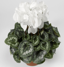 4" CYCLAMEN, WHITE