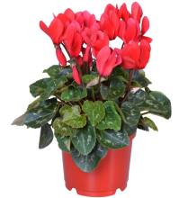 4" CYCLAMEN, RED BICOLOUR