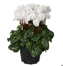 4" CYCLAMEN, LARGE, WHITE