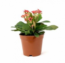 4" EUPHORBIA, CROWN OF THORNS (NO EXPORT)