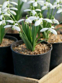 4" GALANTHUS, SNOWDROP (NO EXPORT)