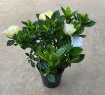 4" GARDENIA, BUSH